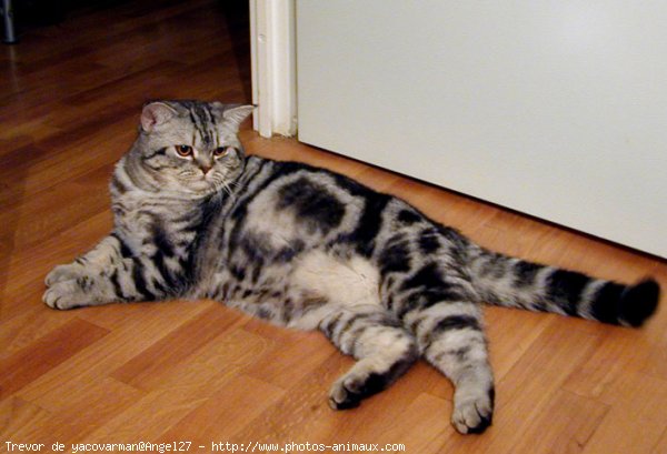 Photo de British shorthair