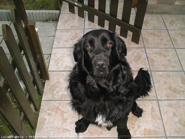 Photo de Chien de terre-neuve