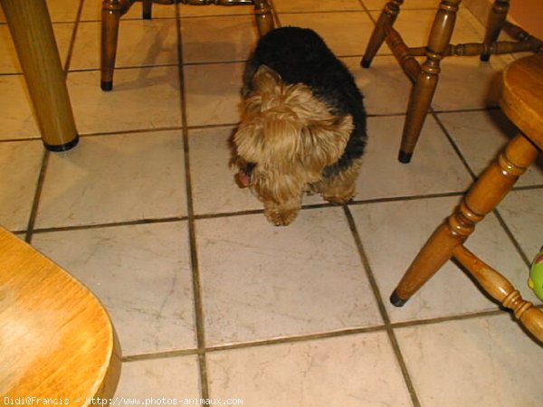 Photo de Yorkshire terrier