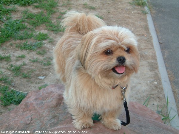 Photo de Shih tzu