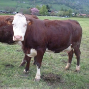 Photo de Vache