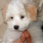 Photo de Coton de tulear