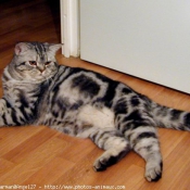 Photo de British shorthair