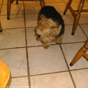 Photo de Yorkshire terrier