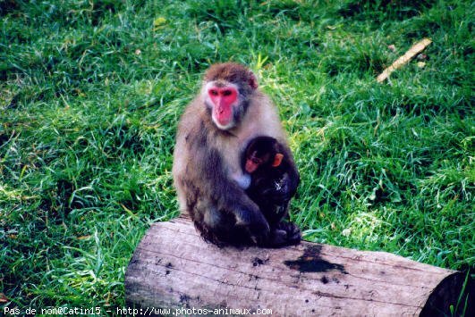 Photo de Singe