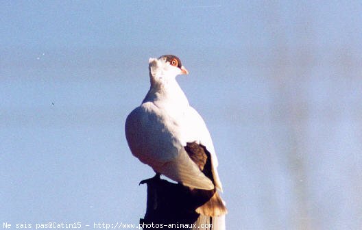 Photo de Pigeon