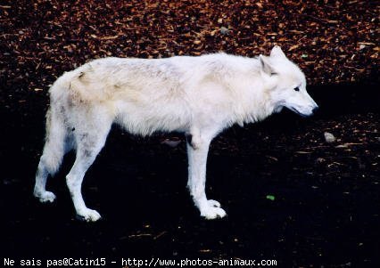 Photo de Loup