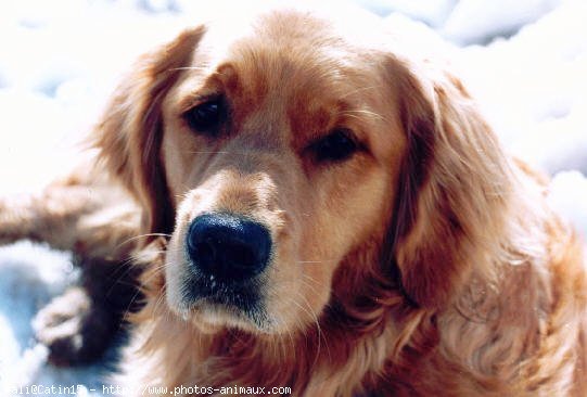 Photo de Golden retriever