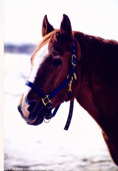 Photo de Quarter horse