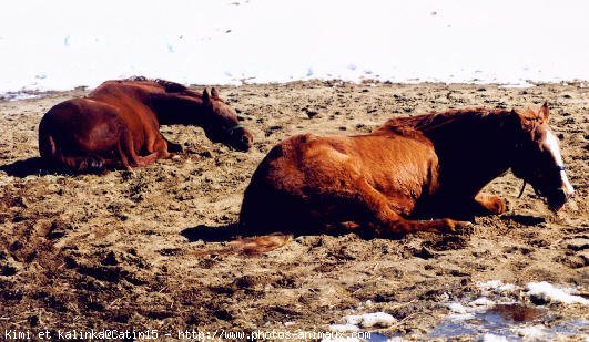 Photo de Quarter horse