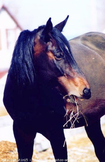 Photo de Quarter horse