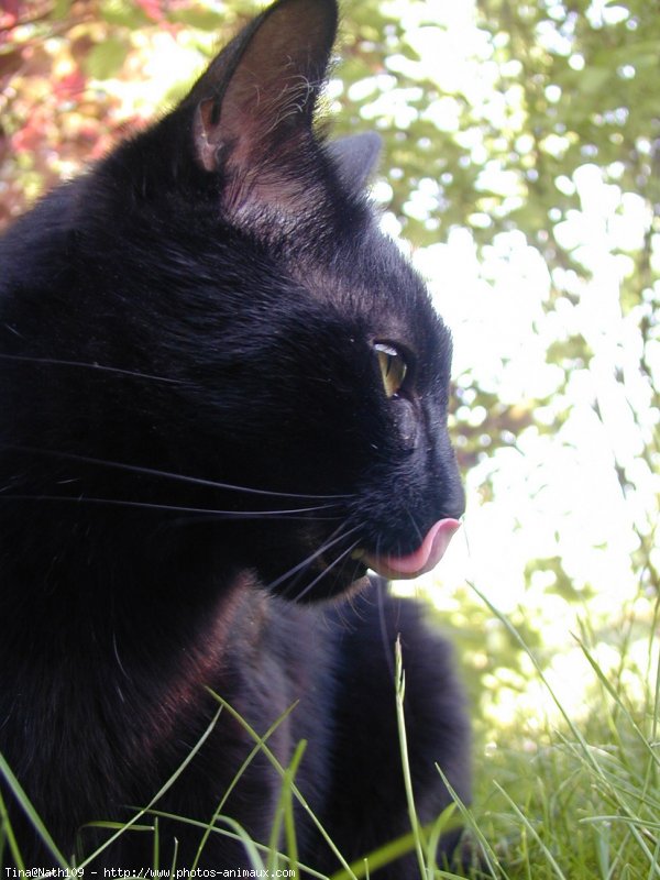 Photo de Chat domestique