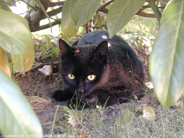 Photo de Chat domestique