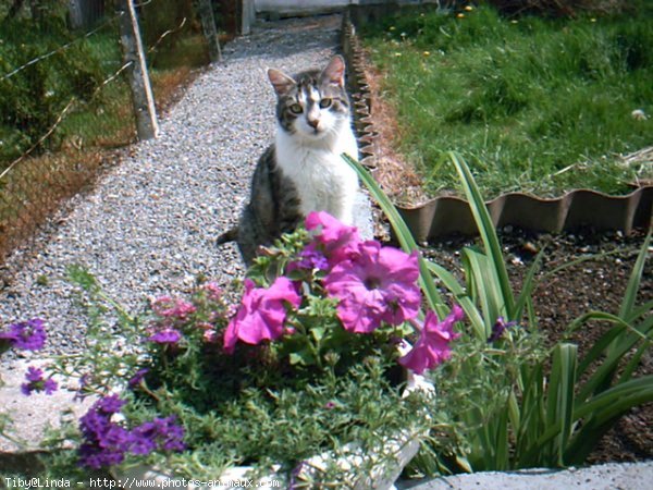 Photo de Chat domestique