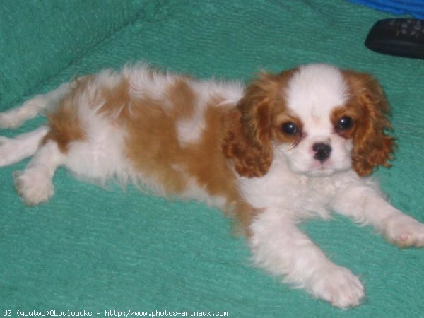 Photo de Cavalier king charles spaniel