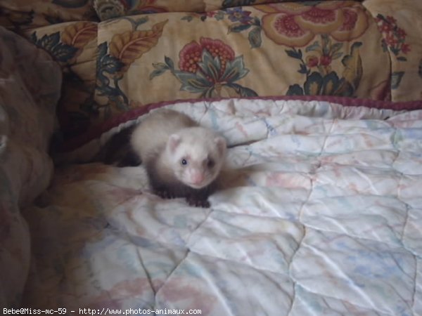 Photo de Furet