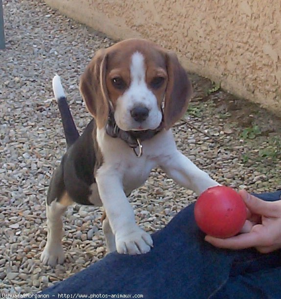 Photo de Beagle