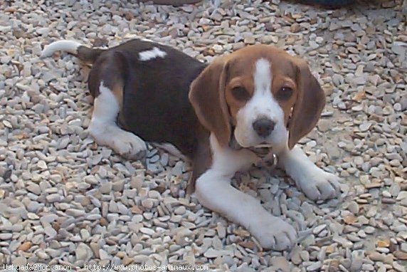 Photo de Beagle