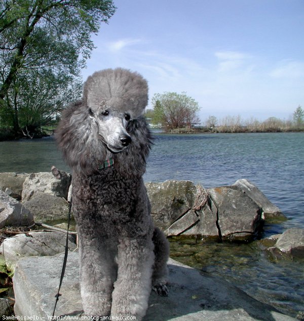 Photo de Caniche moyen