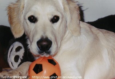 Photo de Golden retriever