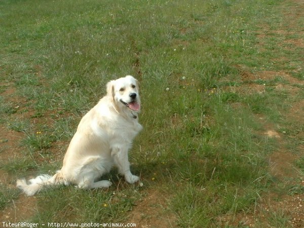 Photo de Golden retriever