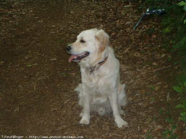 Photo de Golden retriever