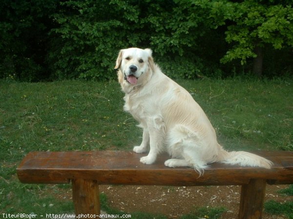 Photo de Golden retriever