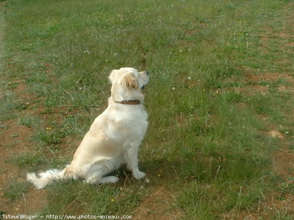 Photo de Golden retriever