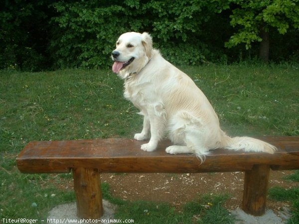 Photo de Golden retriever