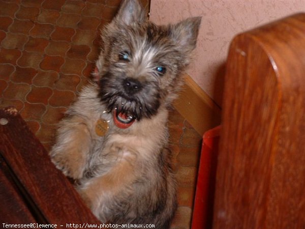 Photo de Cairn terrier