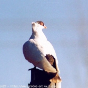 Photo de Pigeon