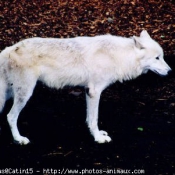 Photo de Loup