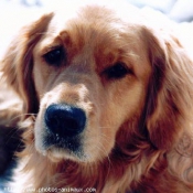 Photo de Golden retriever