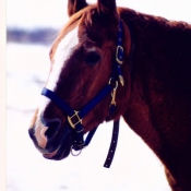 Photo de Quarter horse