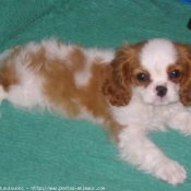 Photo de Cavalier king charles spaniel