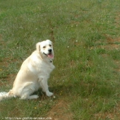 Photo de Golden retriever