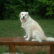 Photo de Golden retriever