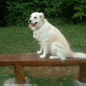 Photo de Golden retriever