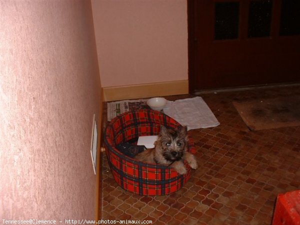 Photo de Cairn terrier