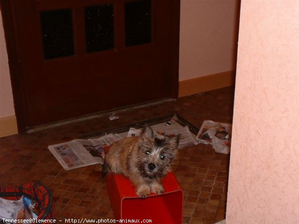 Photo de Cairn terrier