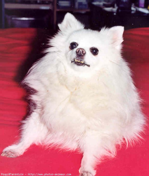 Photo de Spitz moyen