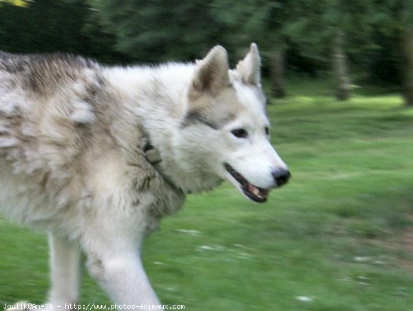 Photo de Husky siberien