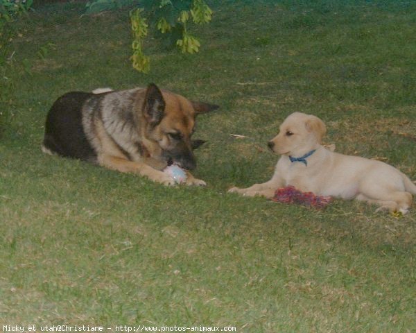 Photo de Races diffrentes