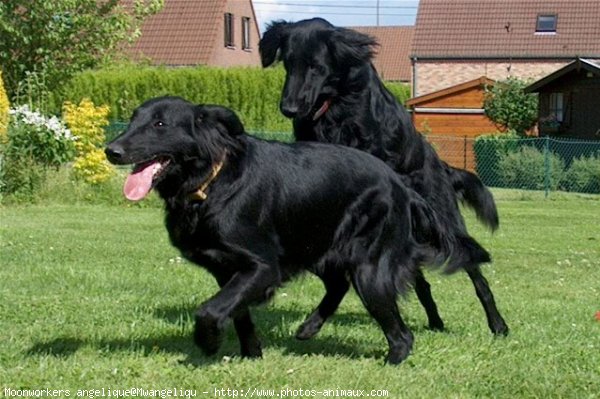 Photo de Retriever  poil plat