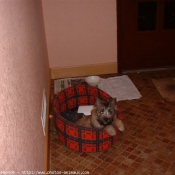 Photo de Cairn terrier