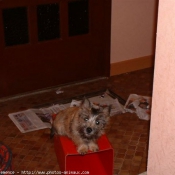 Photo de Cairn terrier