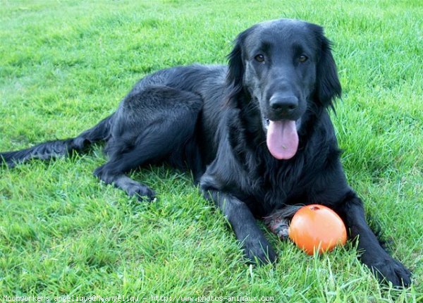 Photo de Retriever  poil plat