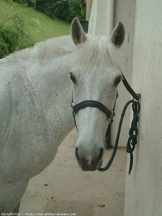 Photo de Poney franais de selle