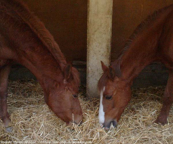 Photo de Poney franais de selle