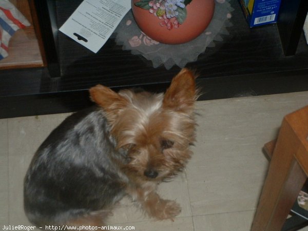 Photo de Yorkshire terrier